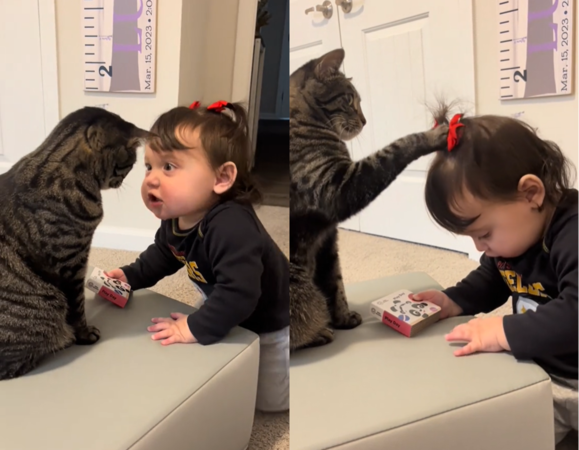 d7444548 ▲貓咪與寶寶。(圖/翻攝自Tiktok@lisa.g.miller517)