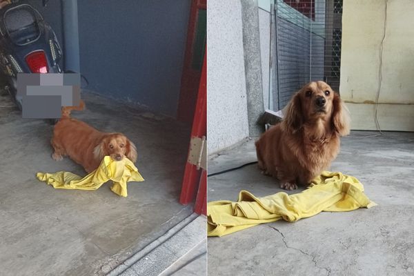 d7444618 ▲▼抓到現行犯偷衣服。(圖/有點毛毛的/飼主林家輝)