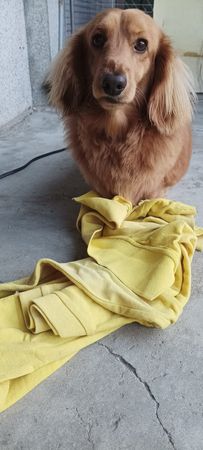 d7444619 ▲▼抓到現行犯偷衣服。(圖/有點毛毛的/飼主林家輝)