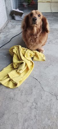 d7444620 ▲▼抓到現行犯偷衣服。(圖/有點毛毛的/飼主林家輝)