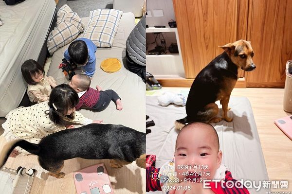d7444731 ▲▼朋友小孩來寄宿!狗保母被包圍「1打4」 坐角落眼神失去靈魂。(圖/網友房曉仁授權提供)