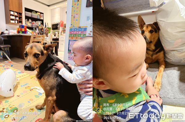 d7444733 ▲▼朋友小孩來寄宿!狗保母被包圍「1打4」 坐角落眼神失去靈魂。(圖/網友房曉仁授權提供)