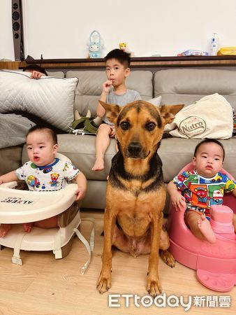 d7444734 ▲▼朋友小孩來寄宿!狗保母被包圍「1打4」 坐角落眼神失去靈魂。(圖/網友房曉仁授權提供)