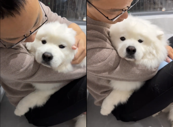 d7444781 薩摩耶乖乖打點滴。(圖/翻攝自小紅書@超超與核桃)