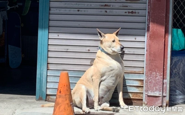▲女兒路邊大喊「好像袋鼠的狗狗」　媽媽定睛一看驚呆：超級壯...（圖／網友蕾媽提供，請勿隨意翻拍，以免侵權。）