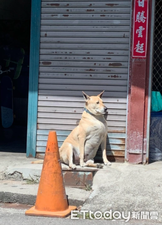 ▲女兒路邊大喊「好像袋鼠的狗狗」　媽媽定睛一看驚呆：超級壯...（圖／網友蕾媽提供，請勿隨意翻拍，以免侵權。）