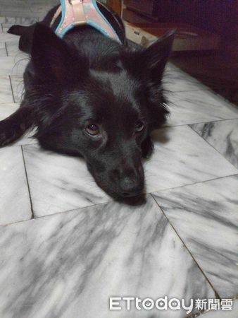 d7445979 ▲▼黑犬「乖乖」。(圖/網友Boa Kuo提供,請勿隨意翻拍,以免侵權。)