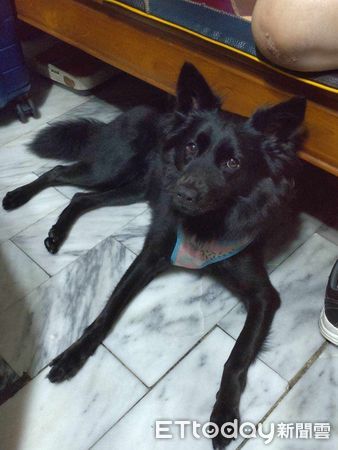 d7445980 ▲▼黑犬「乖乖」。(圖/網友Boa Kuo提供,請勿隨意翻拍,以免侵權。)
