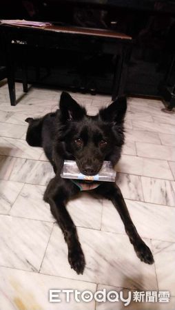 d7445981 ▲▼黑犬「乖乖」。(圖/網友Boa Kuo提供,請勿隨意翻拍,以免侵權。)