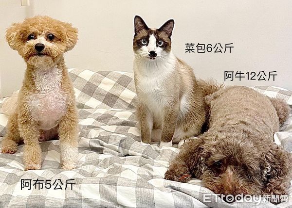 ▲誰在外面？3毛孩「擠在門口」鬼鬼祟祟偷聽　阿母笑：有沒有這麼八卦（圖／網友葉小豬提供，請勿隨意翻拍，以免侵權。）