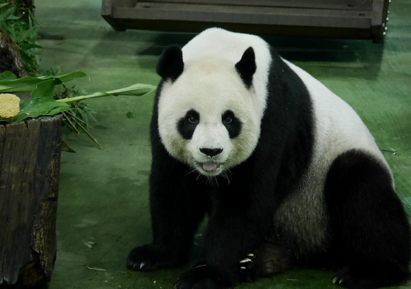 ▲北市動物園推出「文創禮盒」慶過年！　3%銷售額捐至認養專戶（圖／台北市動物園提供）
