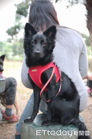 ▲▼黑犬「乖乖」。（圖／網友Boa Kuo提供，請勿隨意翻拍，以免侵權。）