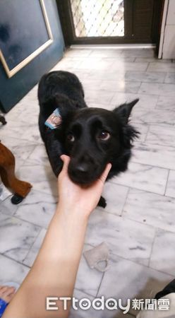 ▲▼黑犬「乖乖」。（圖／網友Boa Kuo提供，請勿隨意翻拍，以免侵權。）