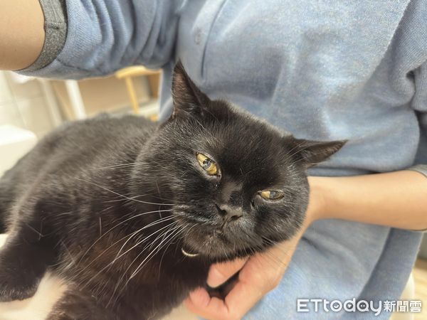 ▲▼養了3年！傲嬌貓「第一次躺大腿」　媽激動又糾結：想去廁所…。（圖／飼主Erina提供）