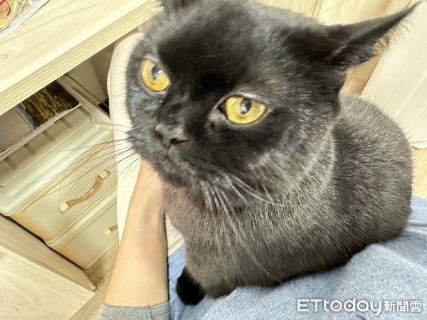 ▲▼養了3年！傲嬌貓「第一次躺大腿」　媽激動又糾結：想去廁所…。（圖／飼主Erina提供）