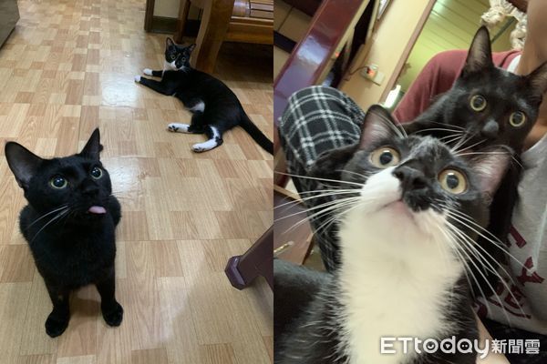 ▲撞見媽媽敷面膜　賓士貓一臉跨丟鬼「嚇到臉黑掉」：妳誰啊？（圖／飼主陳芯提供）