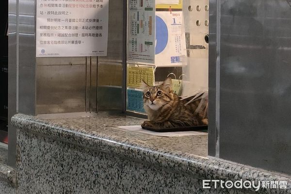 ▲▼橋頭車站巧遇「超萌貓員工」顧櫃檯賣票　抬頭放空：什麼時候下班。（圖／網友張小姐提供）
