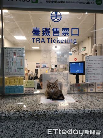▲▼橋頭車站巧遇「超萌貓員工」顧櫃檯賣票　抬頭放空：什麼時候下班。（圖／網友張小姐提供）