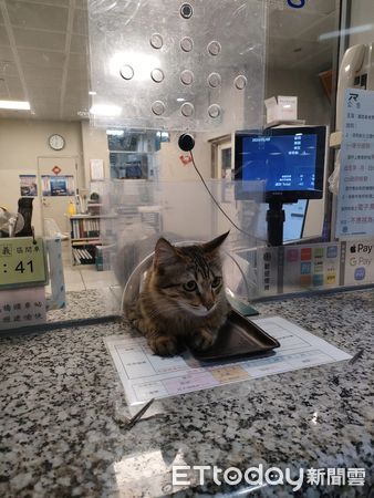 ▲▼橋頭車站巧遇「超萌貓員工」顧櫃檯賣票　抬頭放空：什麼時候下班。（圖／網友張小姐提供）