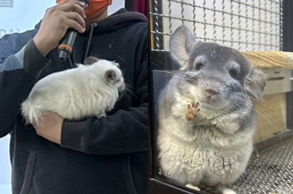 ▲豆豆龍來上課！講師讓小學生猜「這是什麼動物？」　答案笑噴眾人。（圖／新北市動保處提供）