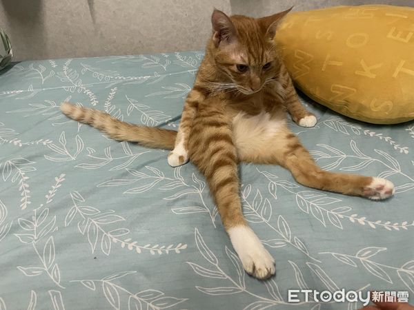 ▲▼小奶橘養1年暴漲4KG「巴掌大老鼠→胖海螺」　媽笑：持續變胖中。（圖／飼主小雲提供）