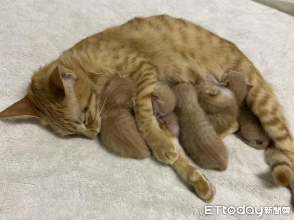 ▲▼小奶橘養1年暴漲4KG「巴掌大老鼠→胖海螺」　媽笑：持續變胖中。（圖／飼主小雲提供）