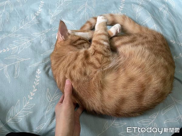 ▲▼小奶橘養1年暴漲4KG「巴掌大老鼠→胖海螺」　媽笑：持續變胖中。（圖／飼主小雲提供）