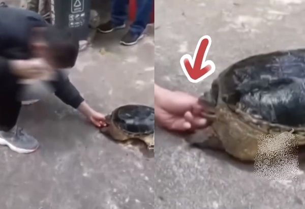 ▲手遭鱷龜緊咬...壯丁痛哭一小時猛擦淚　「用酒灌醉牠」保住指頭。（圖／翻攝自微博）