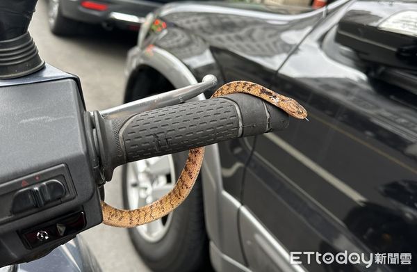 ▲騎車手突然涼涼的　低頭驚見「把手長出蛇」嚇壞他：幸好速度不快。（圖／原PO授權提供）
