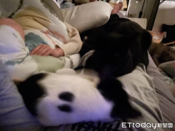 ▲去年離家出走！黑貓瘦了一圈「自己回來了」　爸笑：還是家裡舒服。（圖／飼主吳少峰提供）
