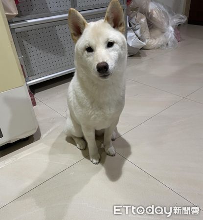 d7450136 ▲▼養到鋼牙柴狂啃大理石桌 開心到「後腳開花」飼主笑:缺一角了。(圖/網友葉家均授權提供)