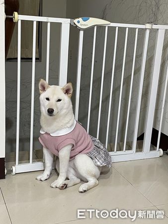 d7450138 ▲▼養到鋼牙柴狂啃大理石桌 開心到「後腳開花」飼主笑:缺一角了。(圖/網友葉家均授權提供)