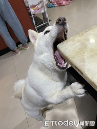 d7450141 ▲▼養到鋼牙柴狂啃大理石桌 開心到「後腳開花」飼主笑:缺一角了。(圖/網友葉家均授權提供)