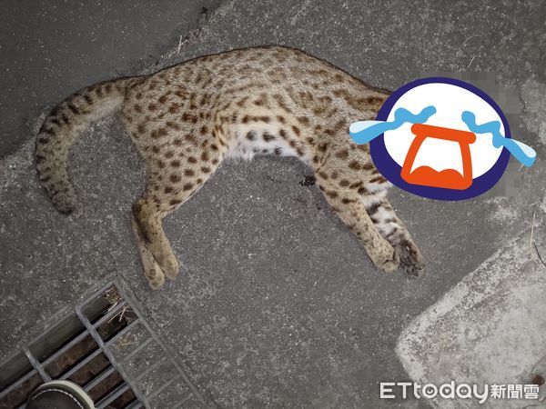 ▲路殺虎斑倒血泊「斑紋不太像貓 」　駕駛近看鼻酸：難想像有多痛。（圖／民眾Shih Chuan Liu提供）