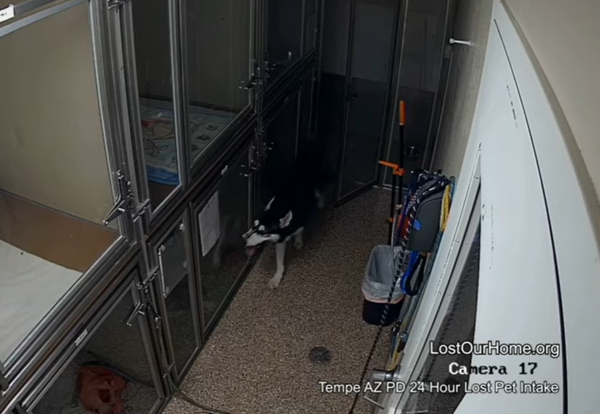 d7450510 哈士奇越獄驚動警察。(圖/翻攝自Lost Our Home Pet Rescue)