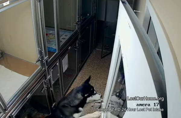 d7450511 哈士奇越獄驚動警察。(圖/翻攝自Lost Our Home Pet Rescue)