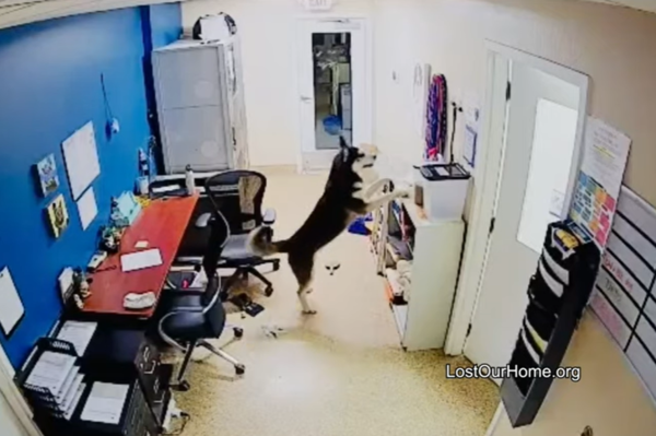 d7450512 哈士奇越獄驚動警察。(圖/翻攝自Lost Our Home Pet Rescue)