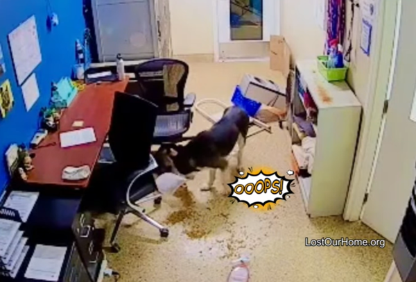 d7450516 哈士奇越獄驚動警察。(圖/翻攝自Lost Our Home Pet Rescue)