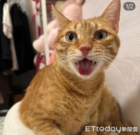 ▲外送出現150元「紅燒貓肉麵」　千人看花色笑噴：點來應該是空碗。（圖／網友地瓜爸提供）