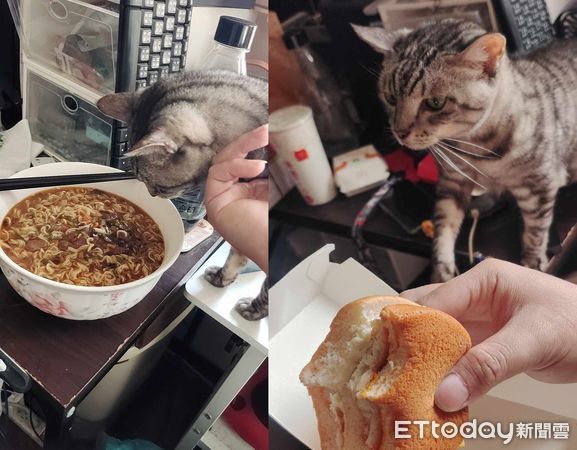 d7450803 ▲▼聞到香味!21歲「凍齡貓奶奶」跳矮桌攔截晚餐 長壽秘訣曝光。(圖/網友吳礎辰授權提供)