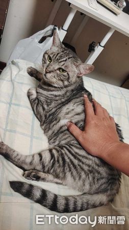 d7450896 ▲▼聞到香味!21歲「凍齡貓奶奶」跳矮桌攔截晚餐 長壽秘訣曝光。(圖/網友吳礎辰授權提供)