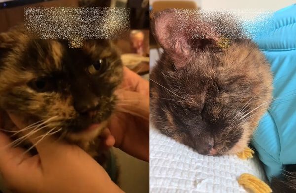 ▲21歲玳瑁貓陪伴飼主「從小孩變大人」　萬人感動：看著你長大沒錯。（圖／翻攝自TikTok／etlots）