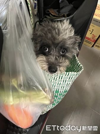 ▲毛小孩愛跟路！陪媽逛菜市場「坐穩購物袋」眼神盯：幫我買雞腿～（圖／網友Yaan Tsai提供，請勿隨意翻拍，以免侵權。）