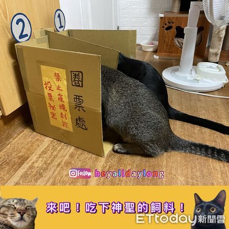 ▲▼全台投票日貓咪也參與！　「一貓一格」低頭圈票：禁止窺視。（圖／網友肉肉爸授權提供）