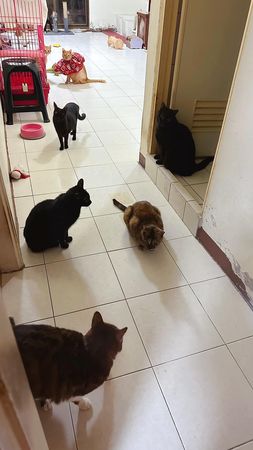 ▲▼剛才放飯！廚房煮好料「門口聚集7隻貓」　飼主嘆：是在煮我的。（圖／有點毛毛的／從前有個帥多多粉專提供）