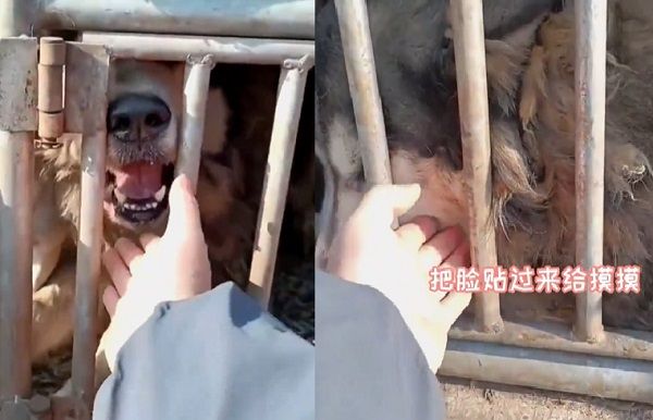 d7452662 ▲▼雪橇犬走失1年半被抓去狗市待宰 聽到飼主呼喊名字激動大哭。(圖/翻攝自微博)