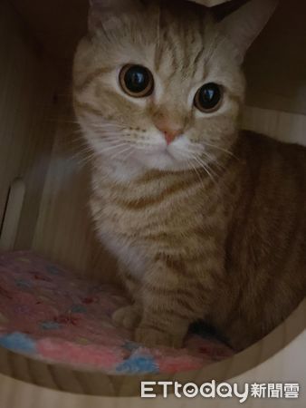 ▲養到不驚喜包！短腿橘貓養2年了「臉都長一樣」　同款低底盤萌翻。（圖／飼主張小姐提供）