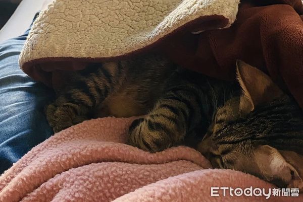 ▲等了3年「不親人虎斑」終於主動躺身上　貓奴感動哭：牠是愛我的。（圖／飼主Kiki提供）