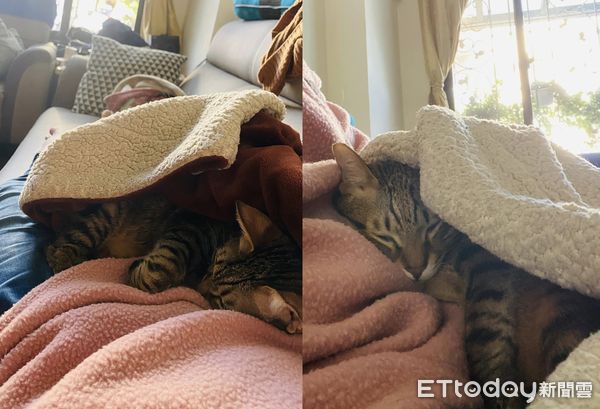 ▲等了3年「不親人虎斑」終於主動躺身上　貓奴感動哭：牠是愛我的。（圖／飼主Kiki提供）