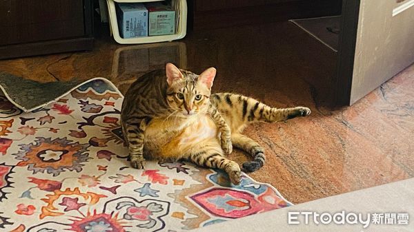 ▲等了3年「不親人虎斑」終於主動躺身上　貓奴感動哭：牠是愛我的。（圖／飼主Kiki提供）